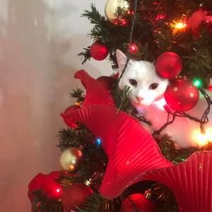 Meet your Posher, Juventino